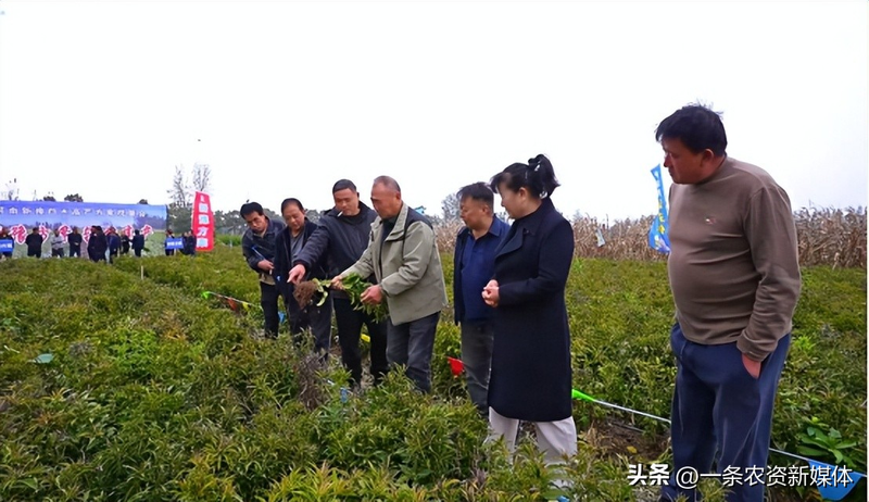 改良白术种植技术