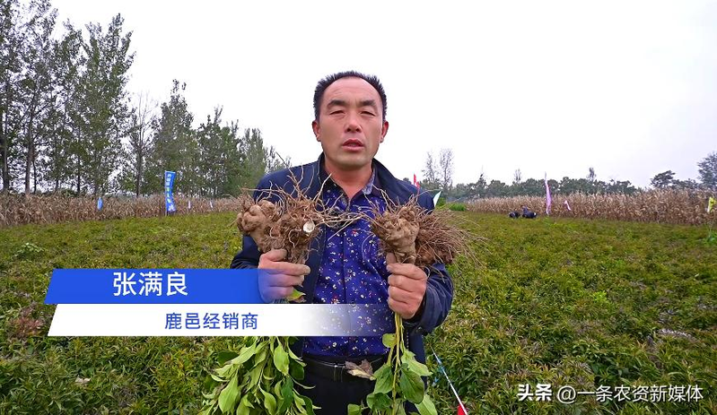 改良白术种植技术