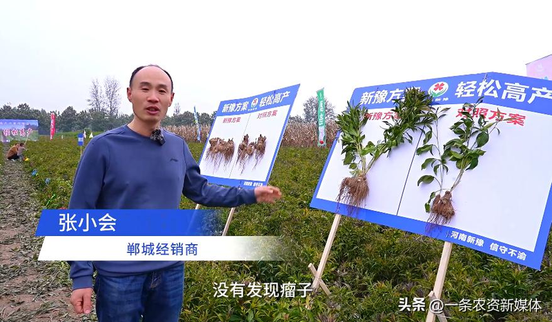 改良白术种植技术