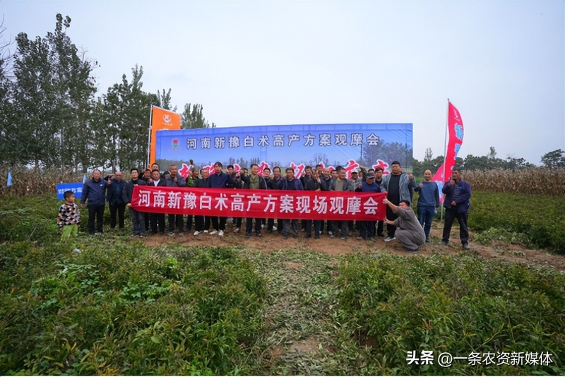 改良白术种植技术