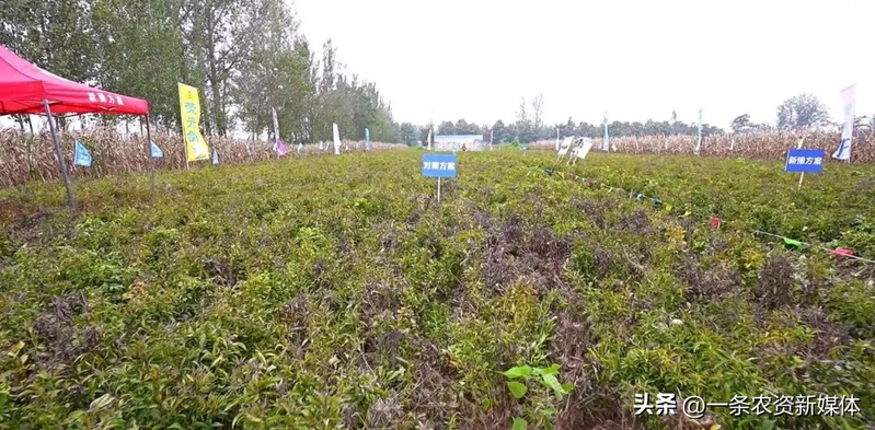 改良白术种植技术