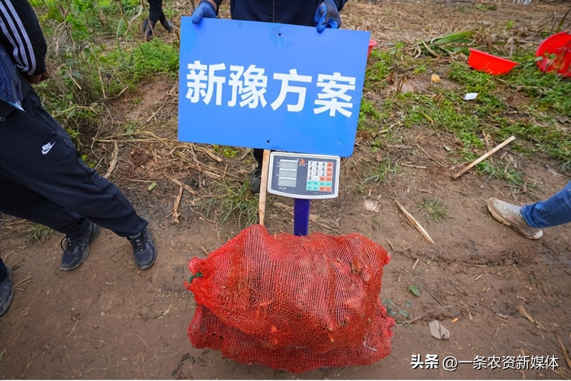 改良白术种植技术