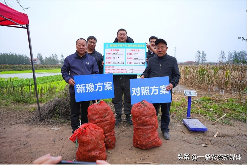 改良白术种植技术