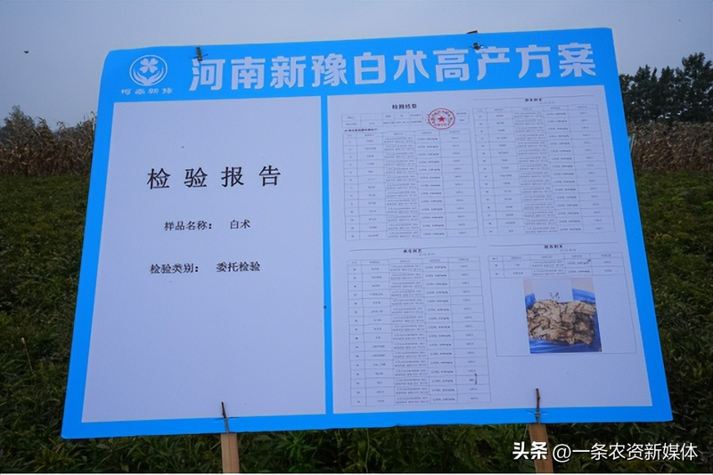 改良白术种植技术