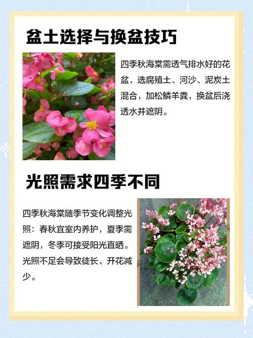 四季海棠的养殖方法和注意事项