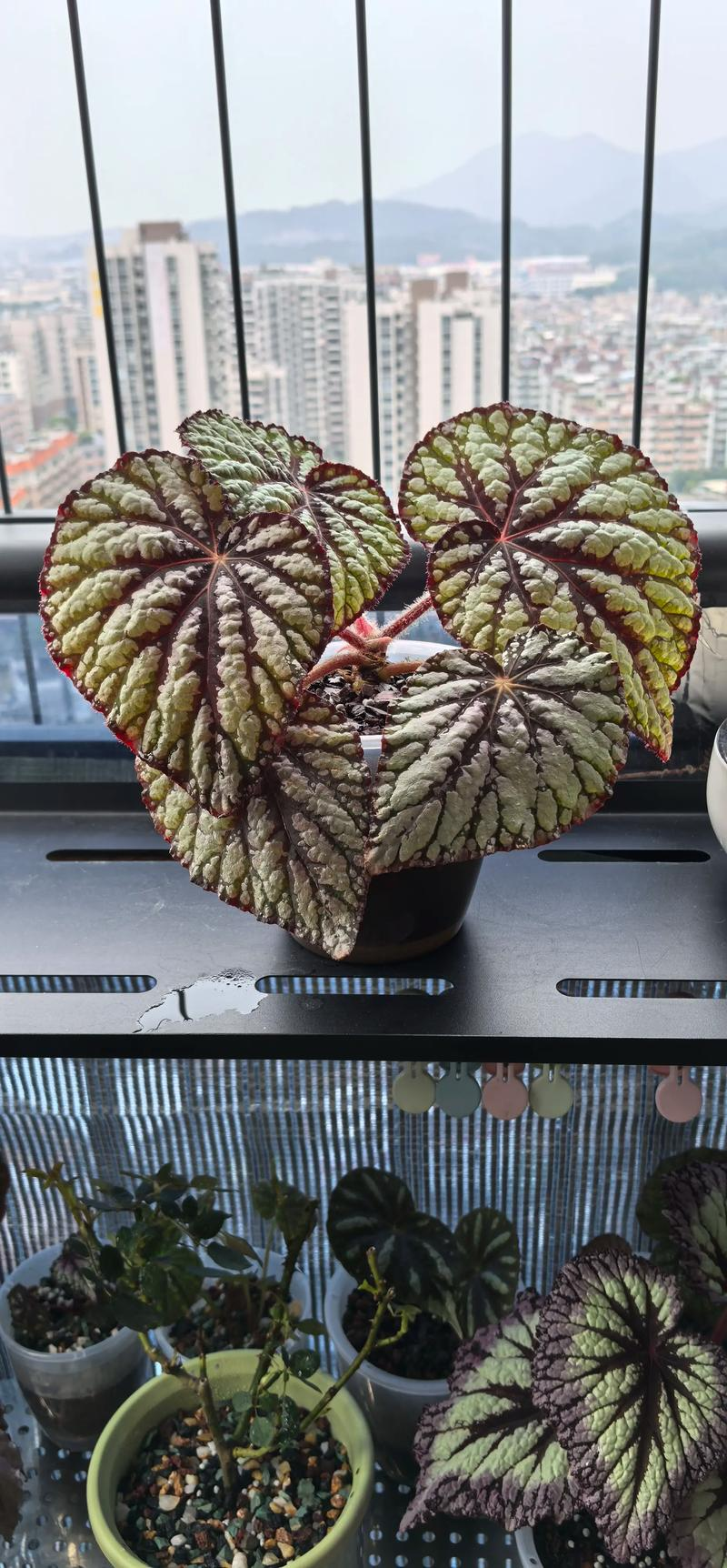 四季海棠的养殖方法和注意事项