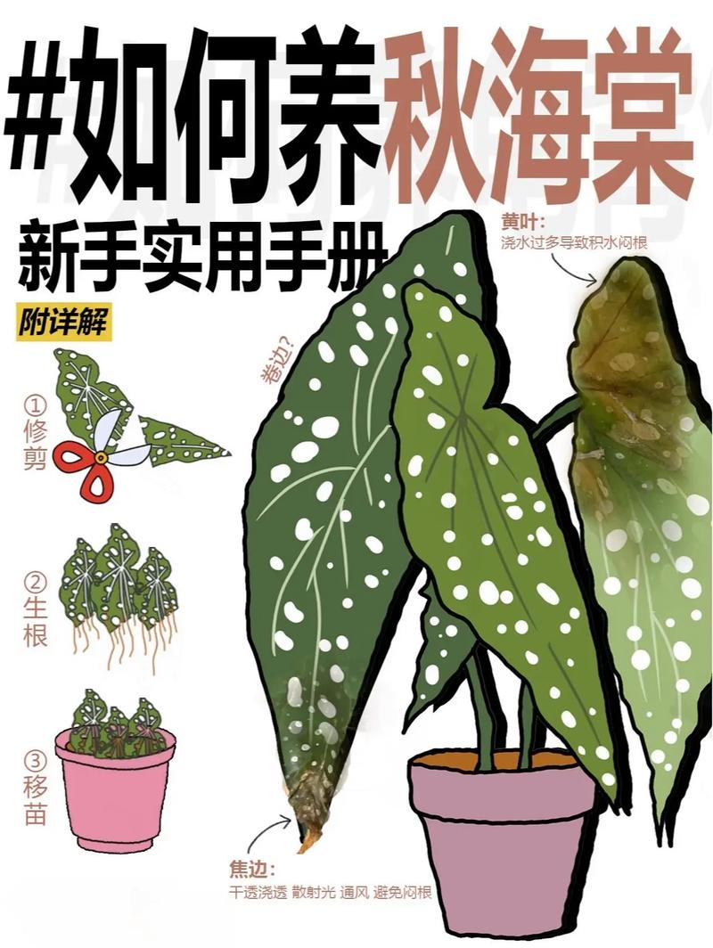 四季海棠的养殖方法和注意事项