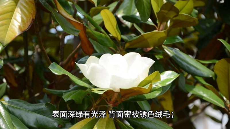 玉兰种子种植技术