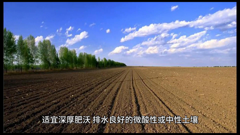 玉兰种子种植技术