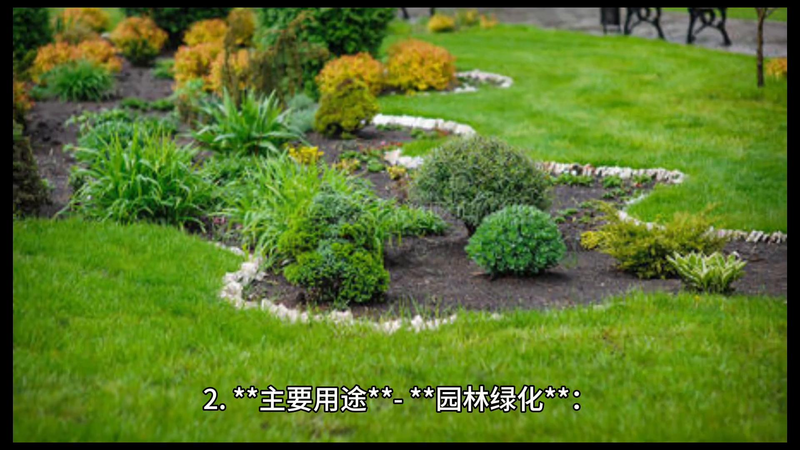 玉兰种子种植技术