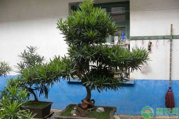 罗汉松种子种植方法