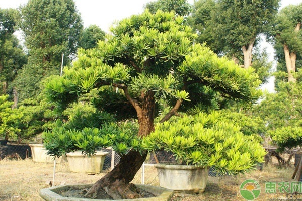 罗汉松种子种植方法