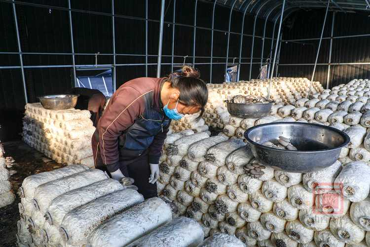 茶树菇如何种植技术