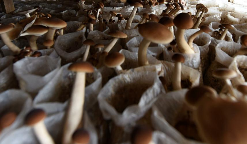 茶树菇如何种植技术