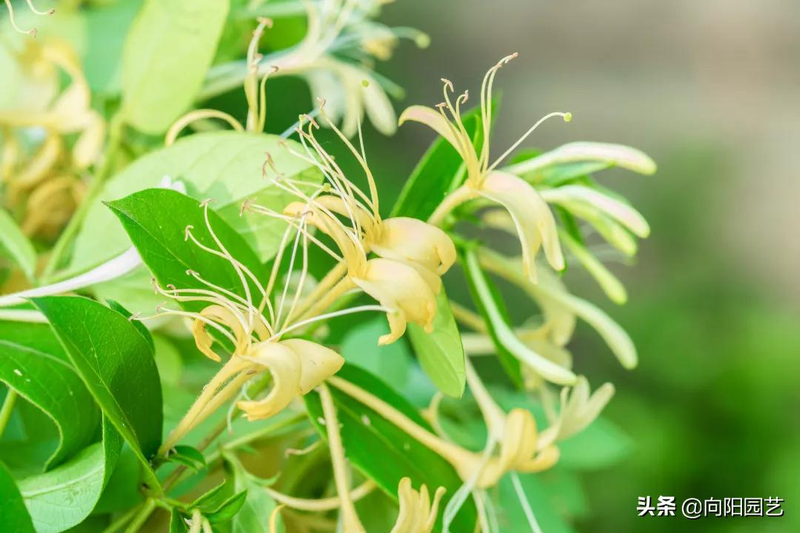 Plantation techniques