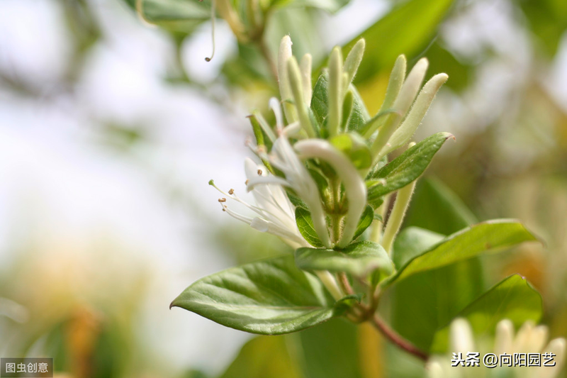 Plantation techniques