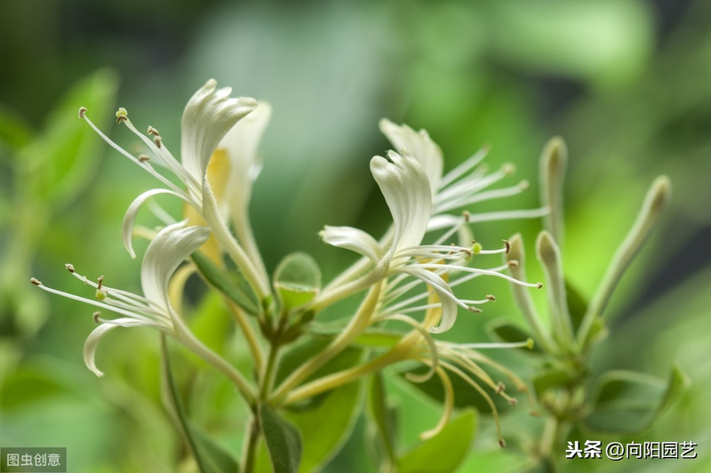 Plantation techniques