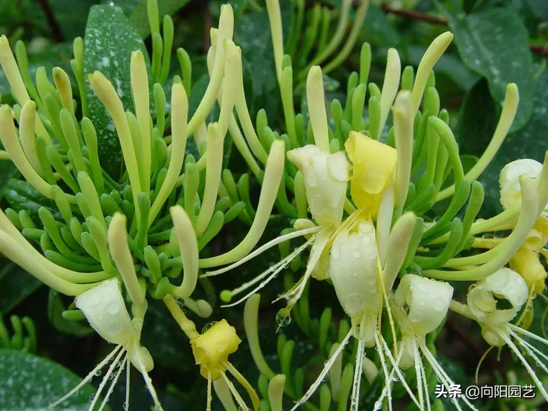 Plantation techniques