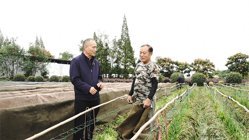 “韭黄大王”斯全斌: 田坎上的“土”专家与他的“金”标准