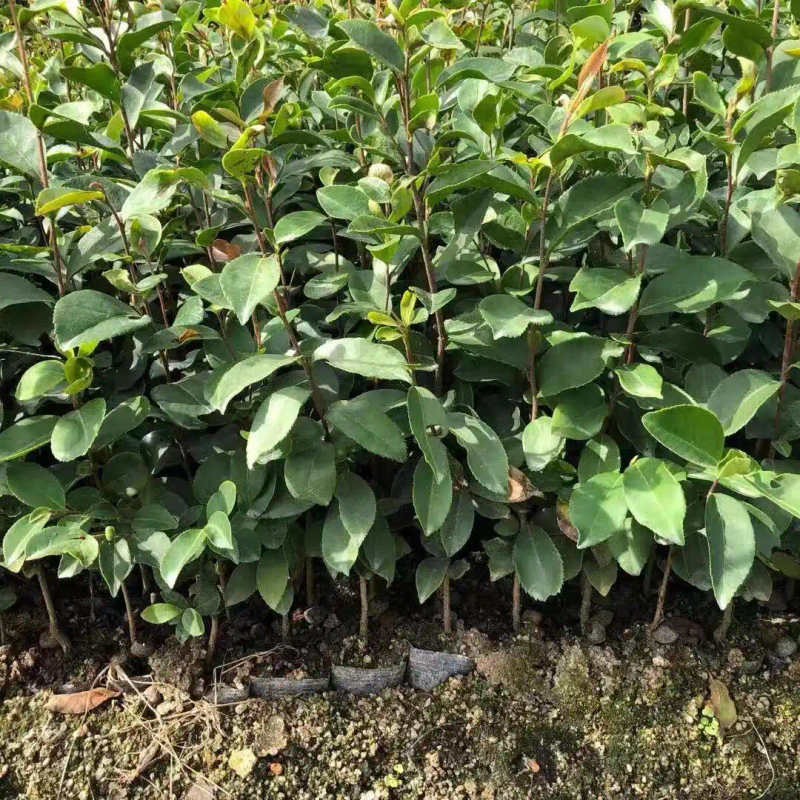 现代农业油茶种植技术