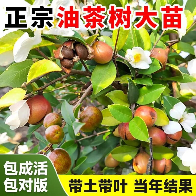 现代农业油茶种植技术