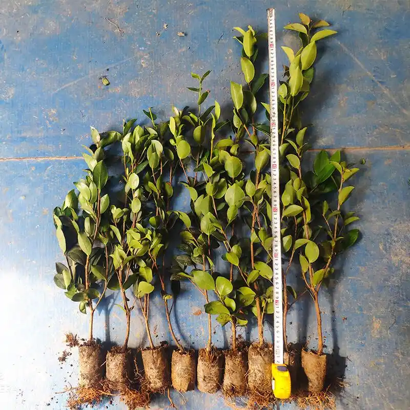 现代农业油茶种植技术