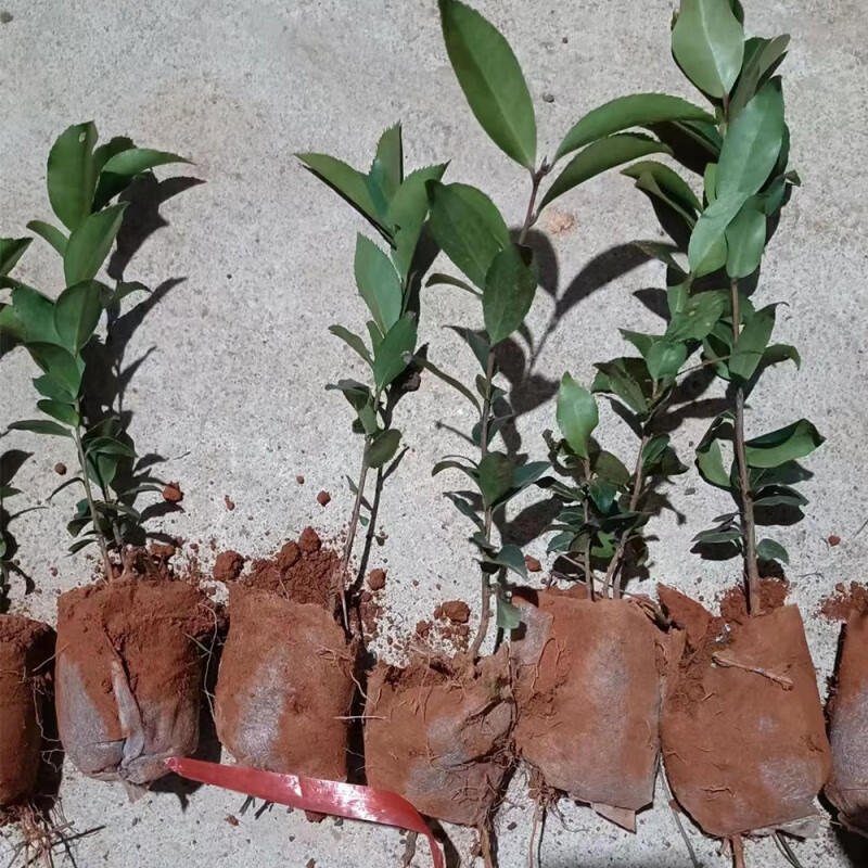 现代农业油茶种植技术