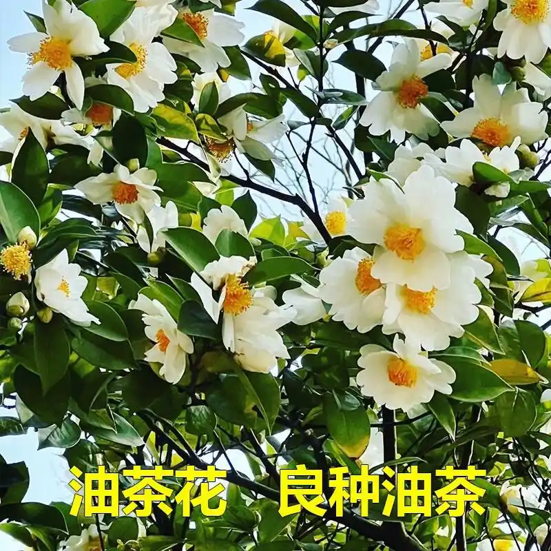 现代农业油茶种植技术