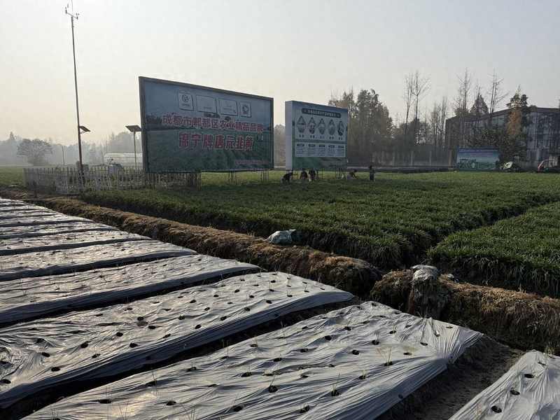 Gyro-yellow cultivation technology