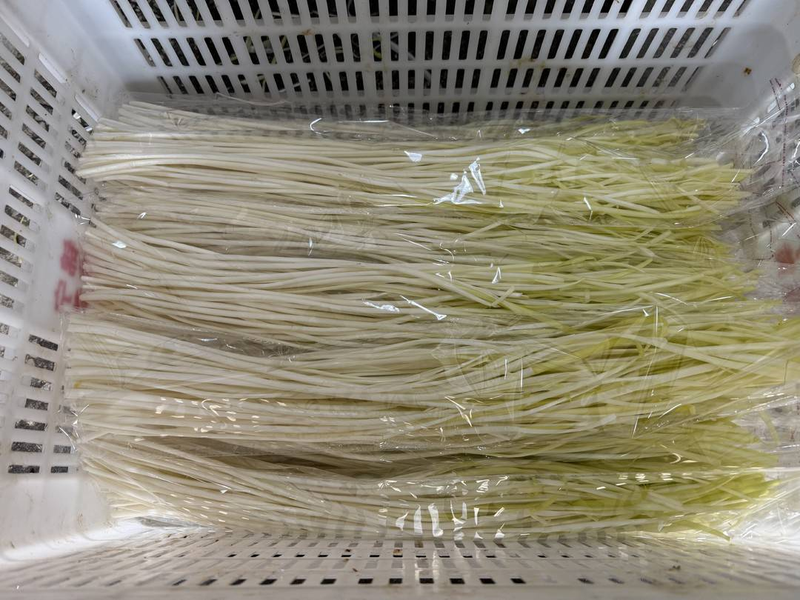 Gyro-yellow cultivation technology