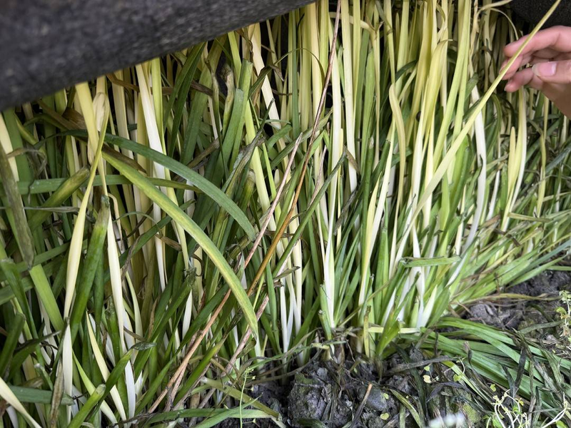 Gyro-yellow cultivation technology