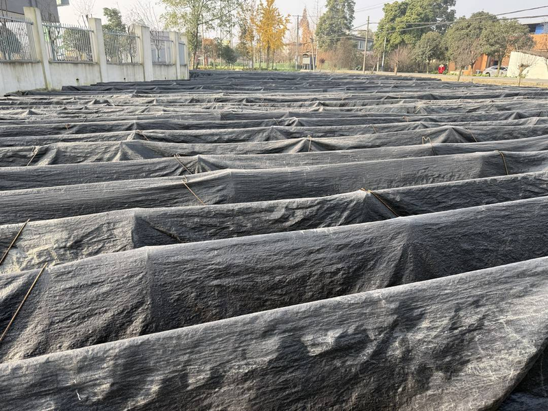 Gyro-yellow cultivation technology