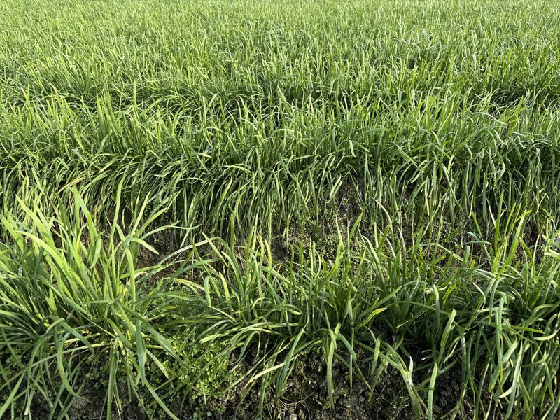 Gyro-yellow cultivation technology