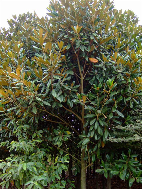 玉兰种子种植技术