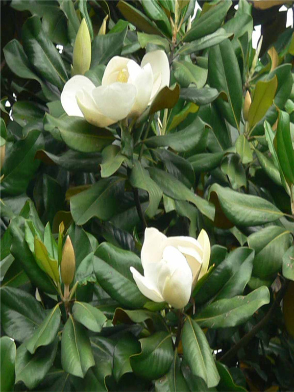 玉兰种子种植技术