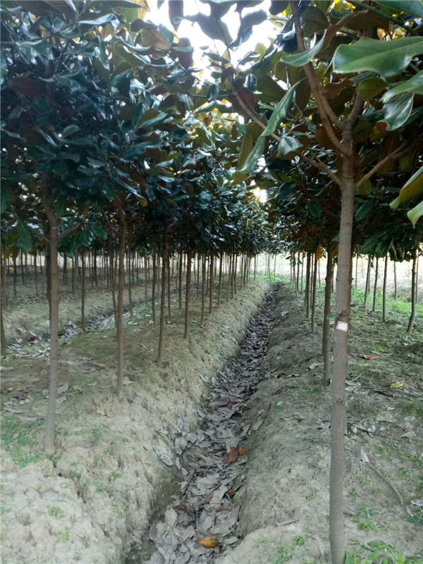 玉兰种子种植技术