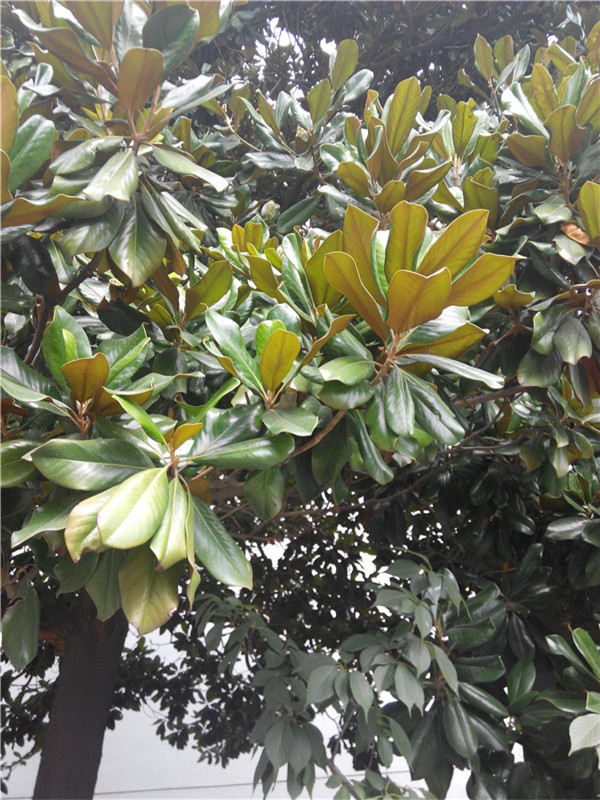 玉兰种子种植技术