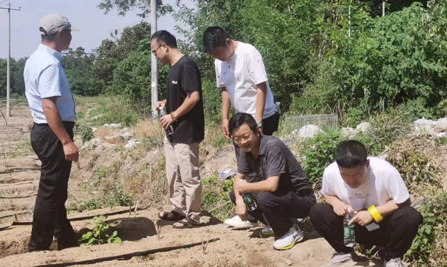 胡萝卜种植技术视频