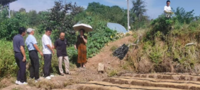 胡萝卜种植技术视频