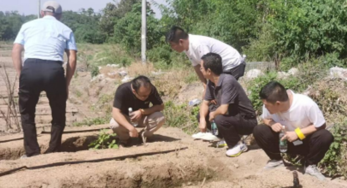 胡萝卜种植技术视频