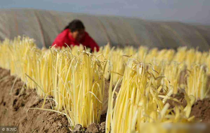 Gyro-yellow cultivation technology