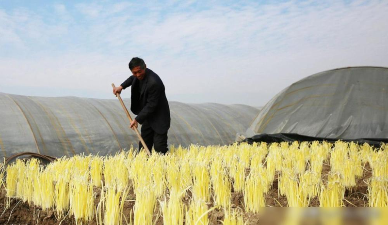 Gyro-yellow cultivation technology