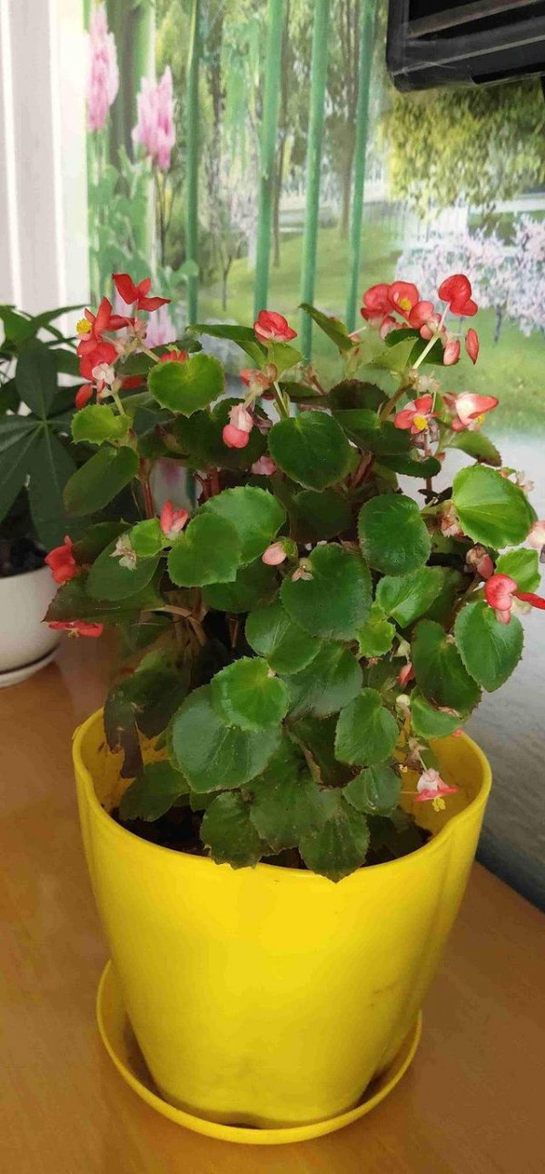 四季海棠的养殖方法和注意事项