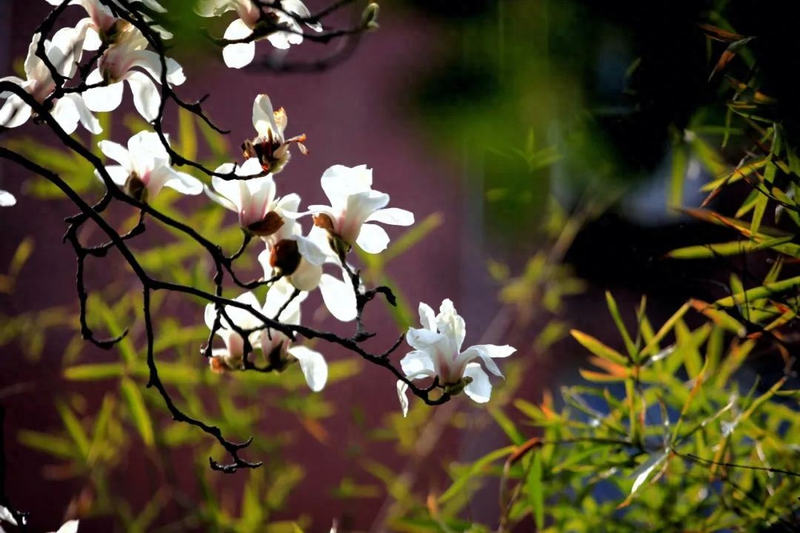 玉兰种子种植技术