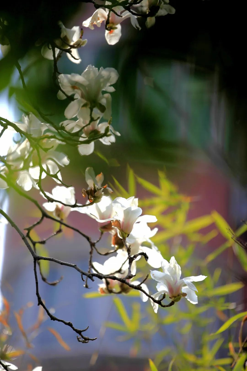 玉兰种子种植技术