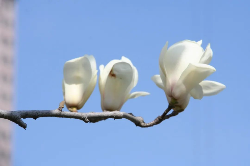 玉兰种子种植技术