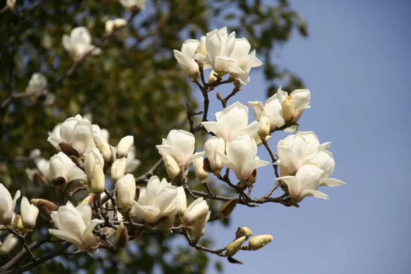 玉兰种子种植技术