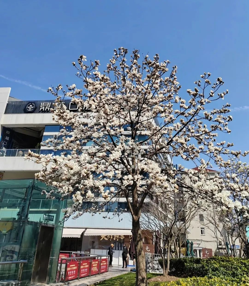 玉兰种子种植技术