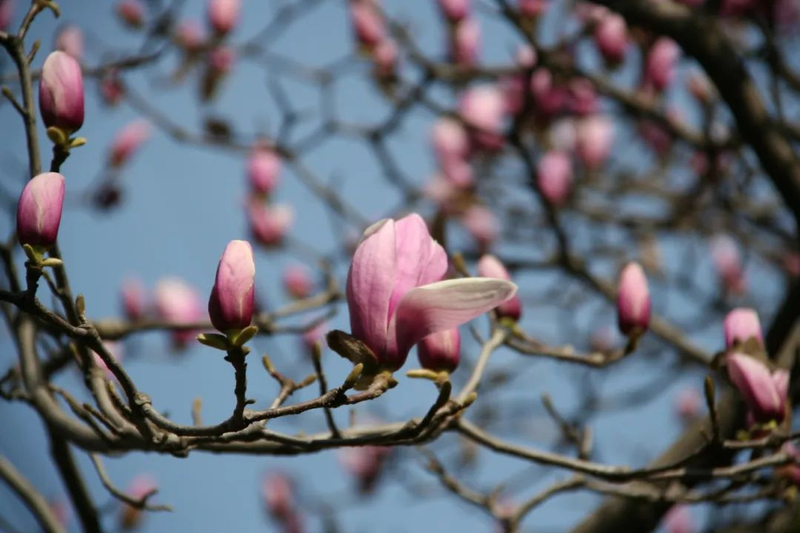 玉兰种子种植技术