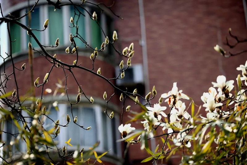 玉兰种子种植技术